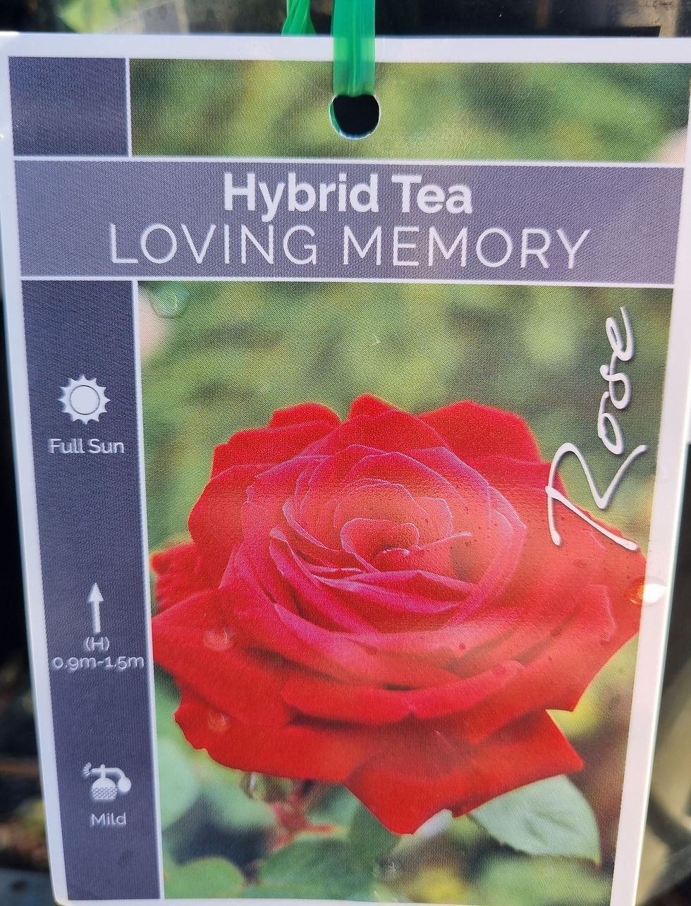 Rose Loving Memory