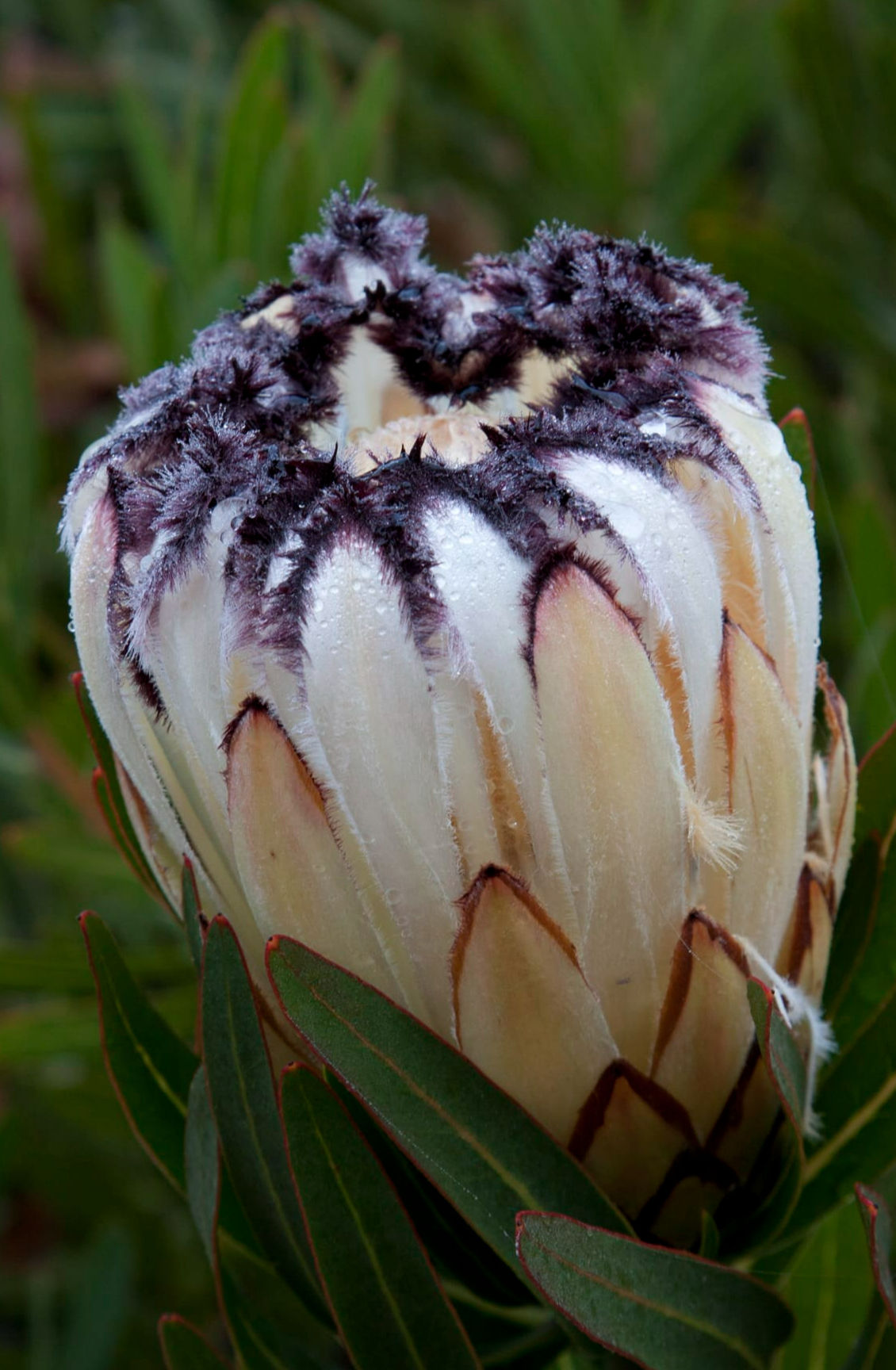 Protea White Mink