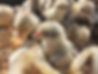 pollets genèrica.jpg