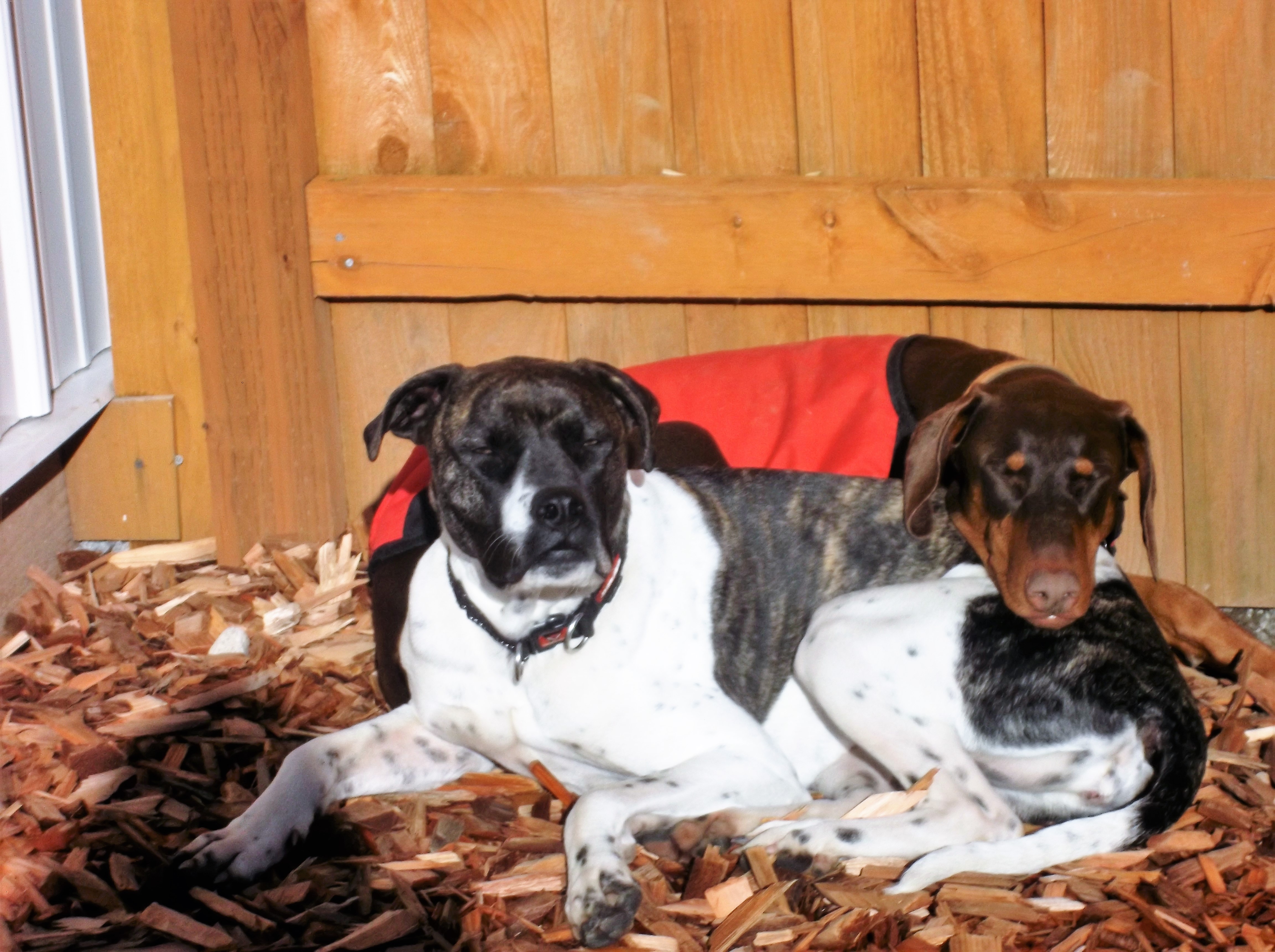 dog boarding dog daycare grooming marysville wa pampered pets