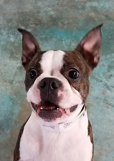 Frenchton dog