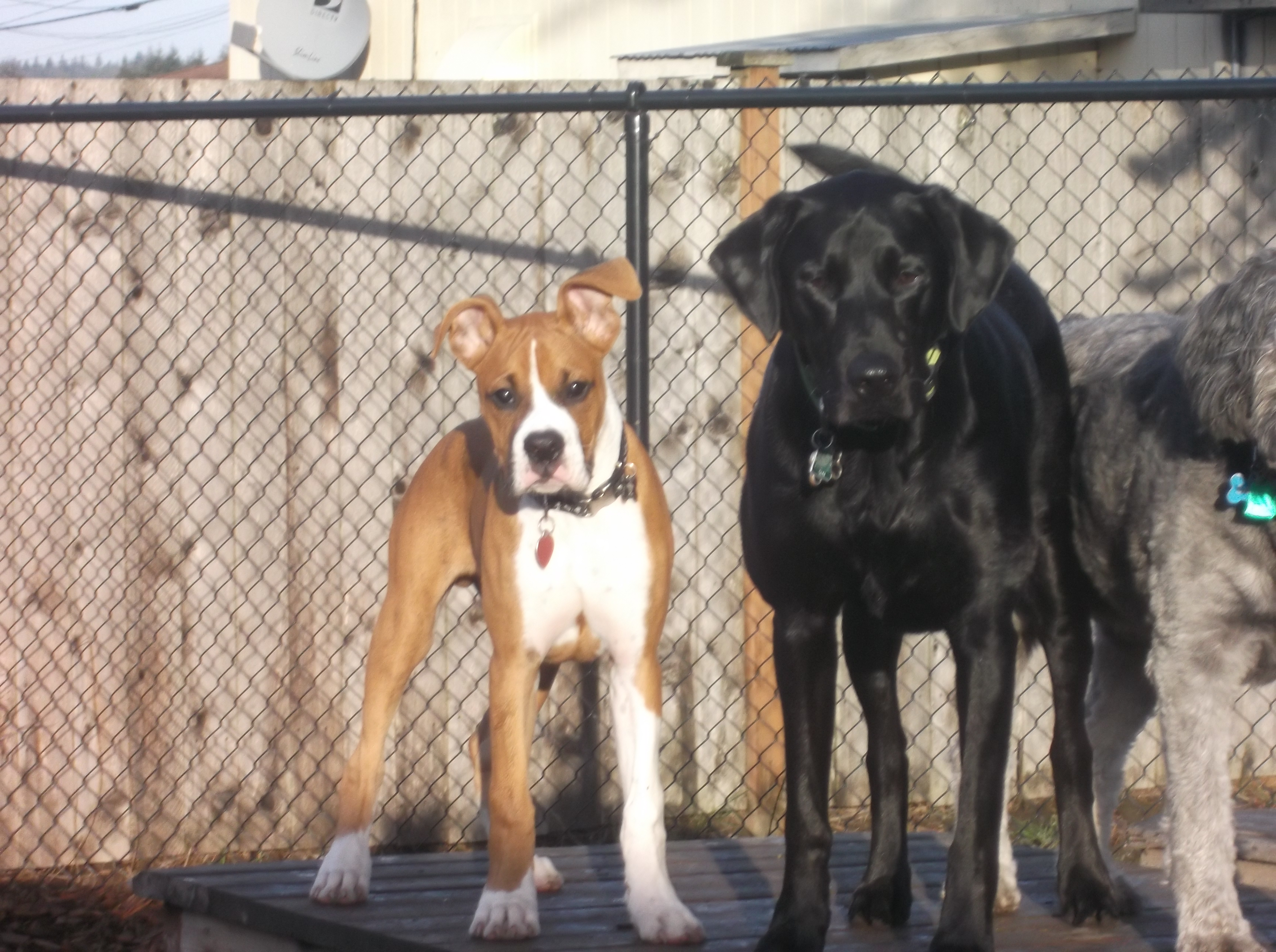 dog boarding dog daycare grooming marysville wa pampered pets