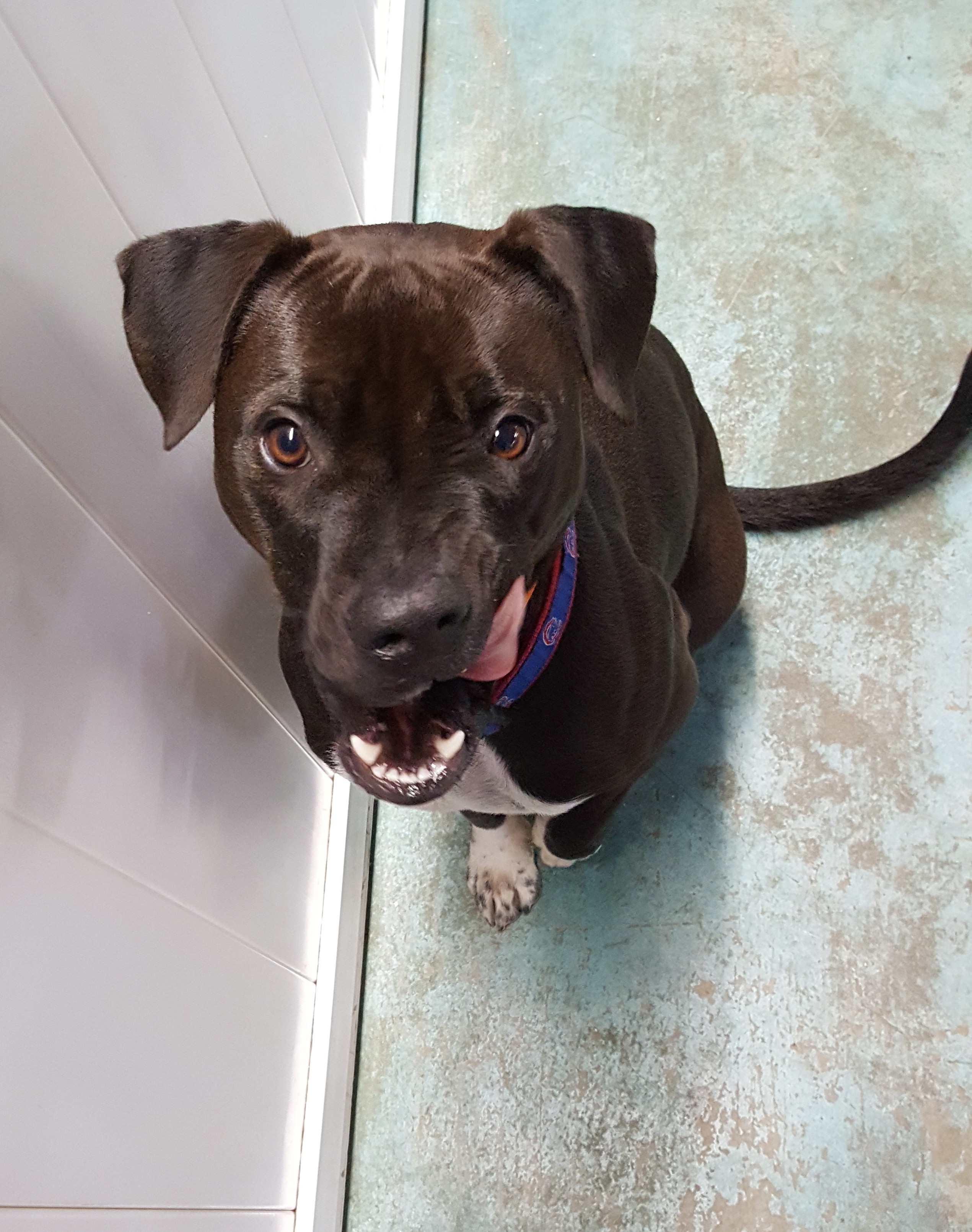 dog boarding dog daycare grooming marysville wa pampered pets