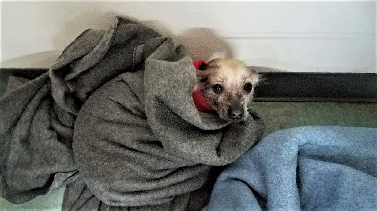 dog boarding dog daycare grooming marysville wa pampered pets