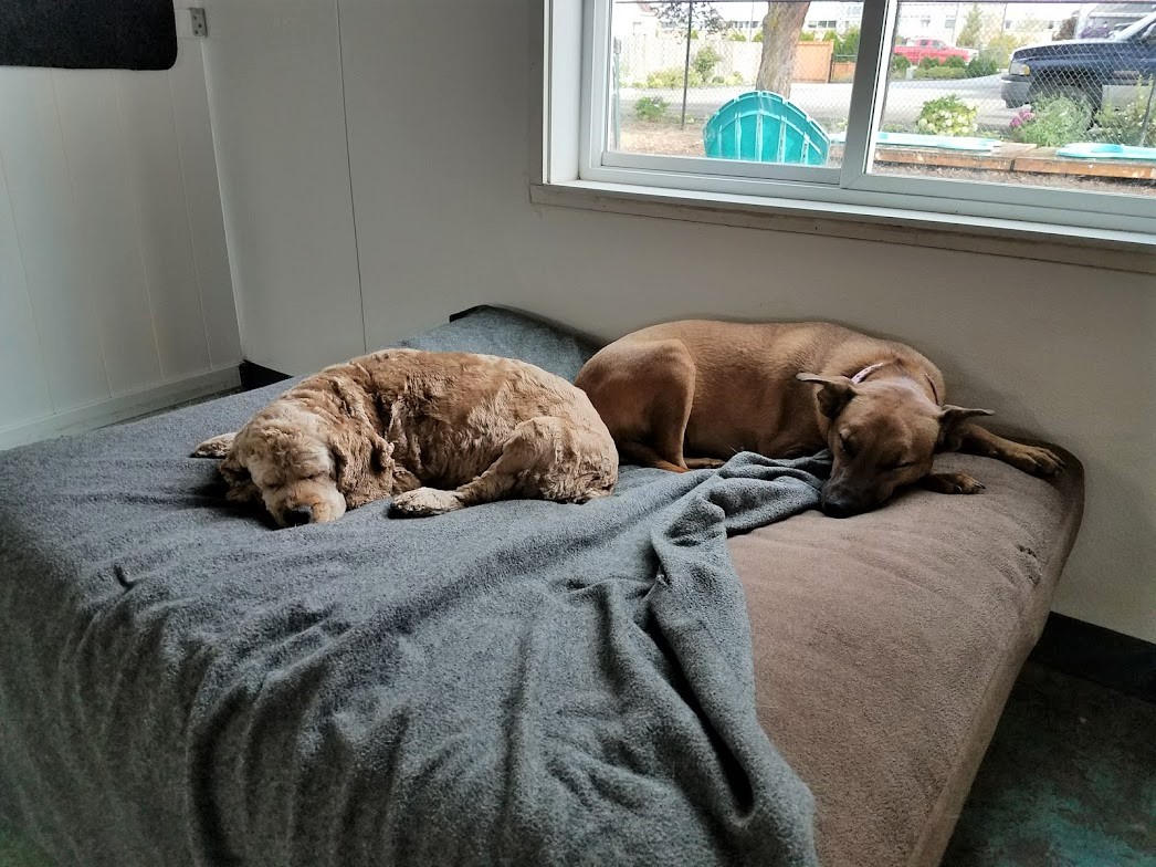 dog boarding dog daycare grooming marysville wa pampered pets