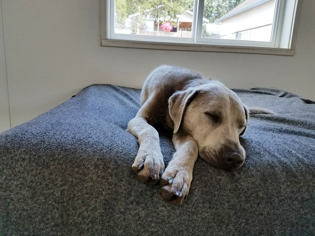 dog boarding dog daycare grooming marysville wa pampered pets