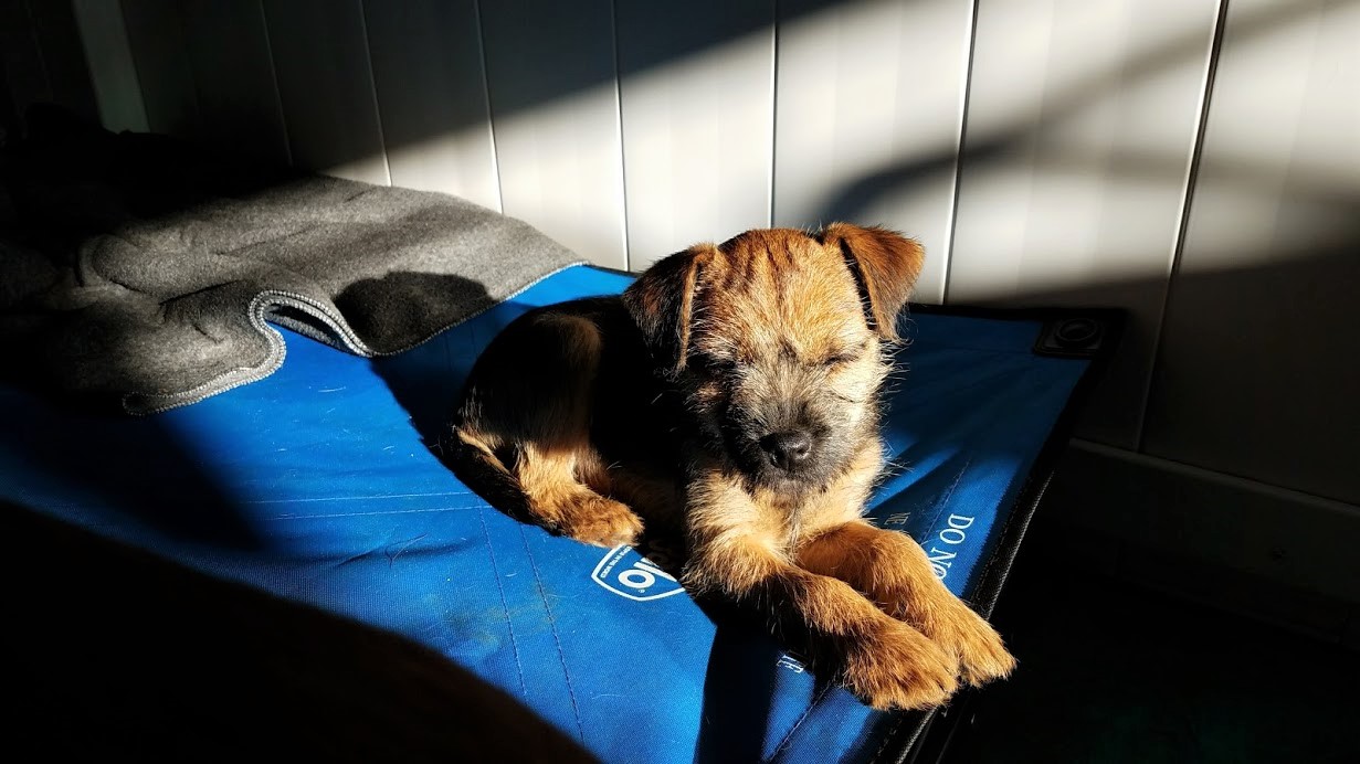 dog boarding dog daycare grooming marysville wa pampered pets