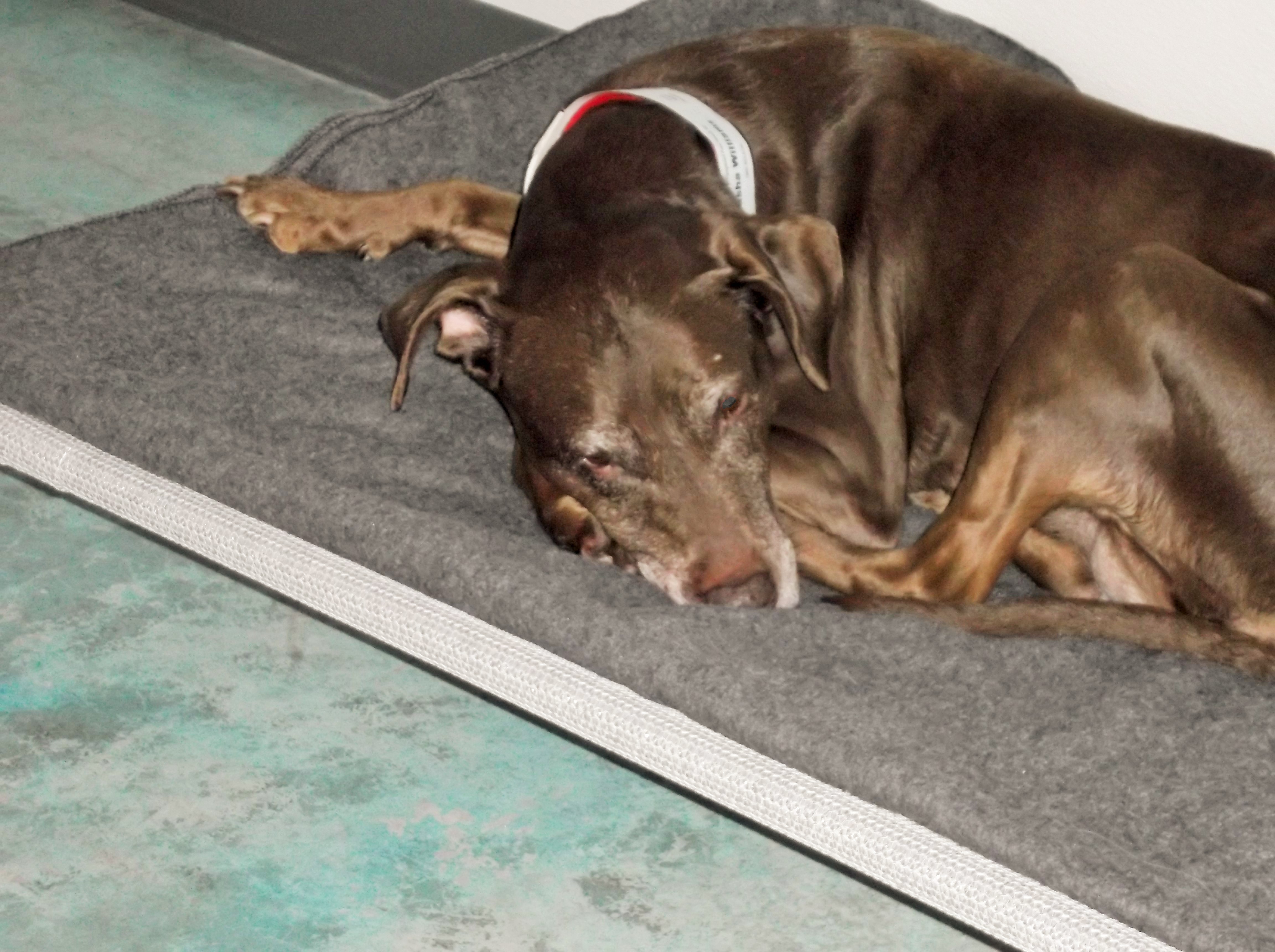 dog boarding dog daycare grooming marysville wa pampered pets