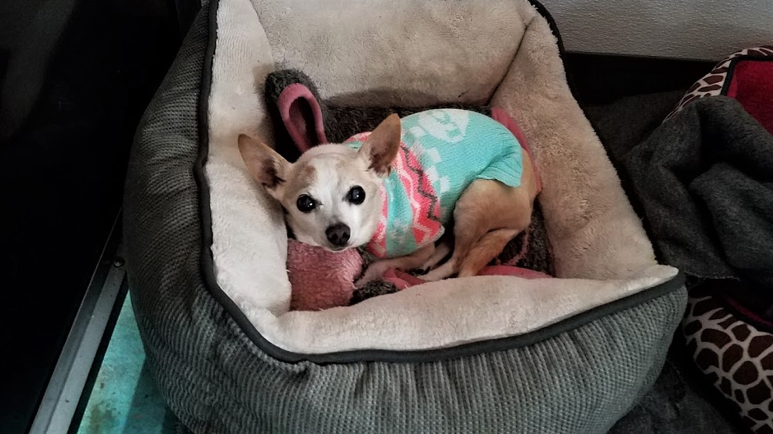 dog boarding dog daycare grooming marysville wa pampered pets