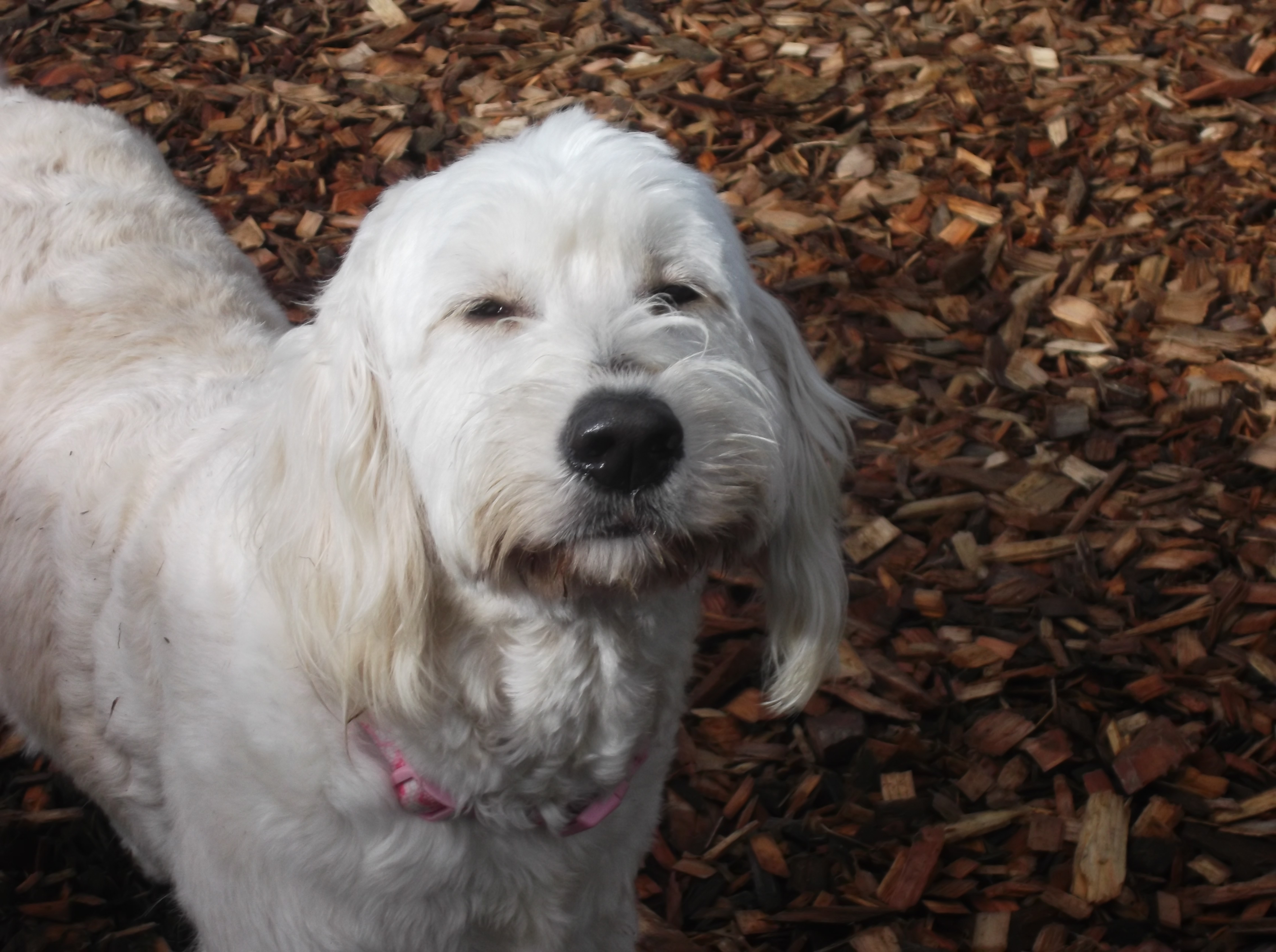 dog boarding dog daycare grooming marysville wa pampered pets