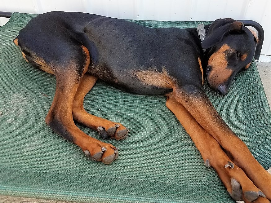 dog boarding dog daycare grooming marysville wa pampered pets