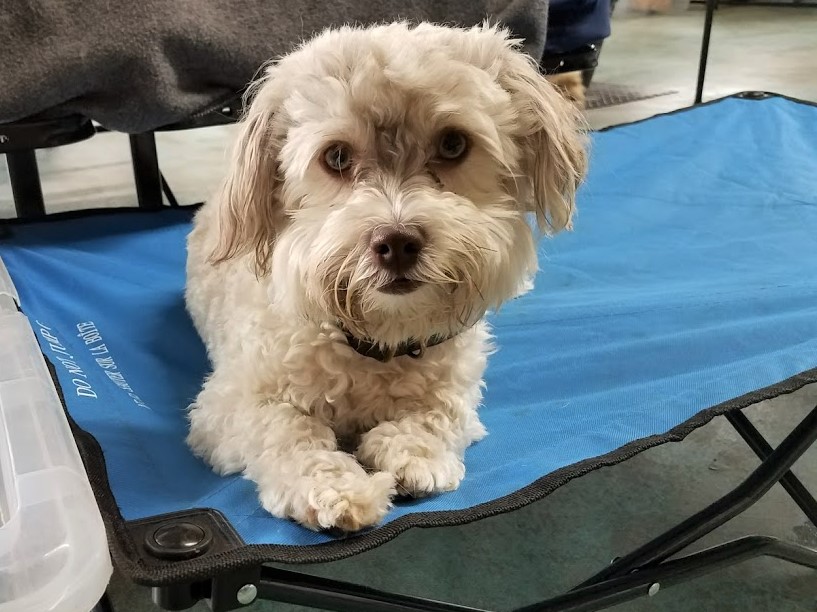 dog boarding dog daycare grooming marysville wa pampered pets