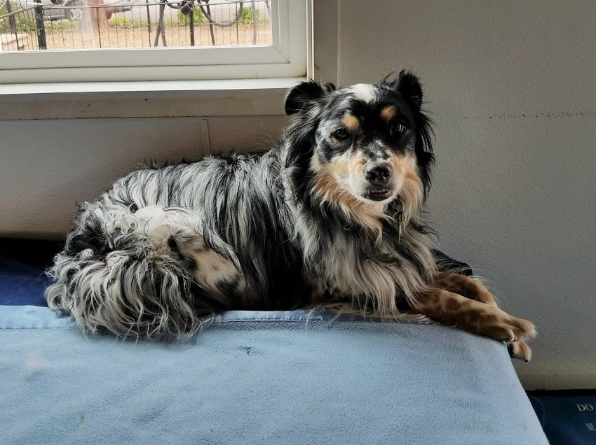 dog boarding dog daycare grooming marysville wa pampered pets