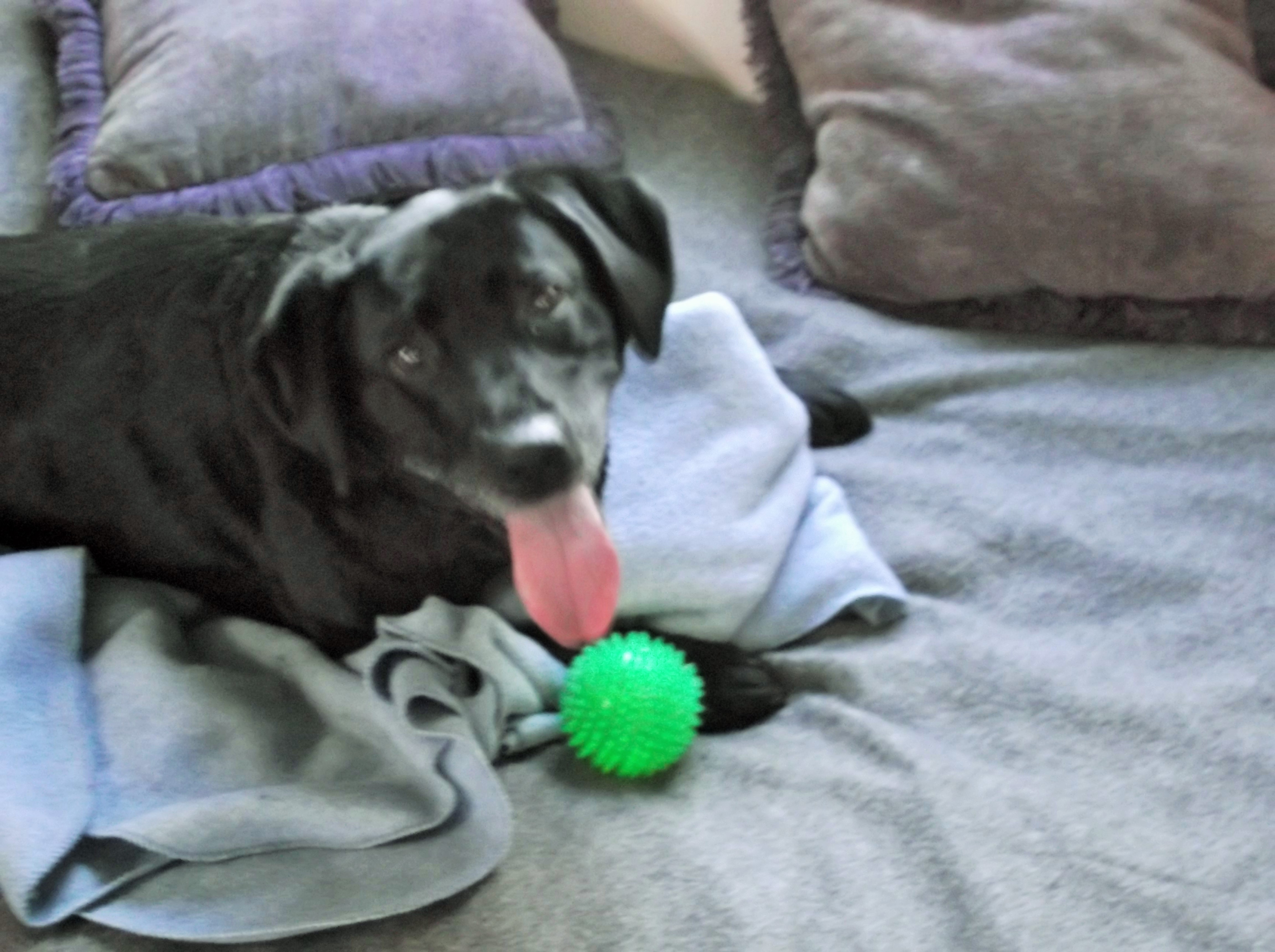 dog boarding dog daycare grooming marysville wa pampered pets