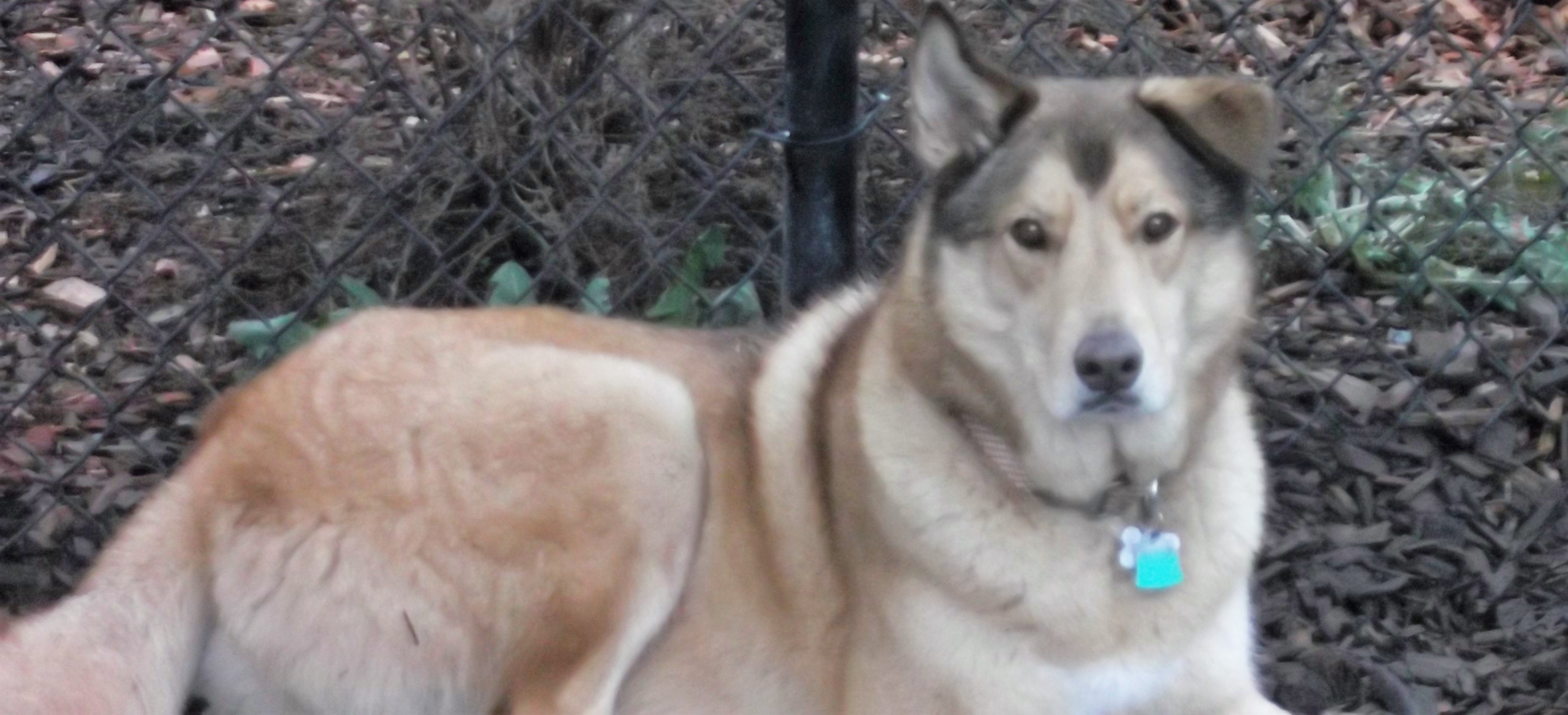 dog boarding dog daycare grooming marysville wa pampered pets