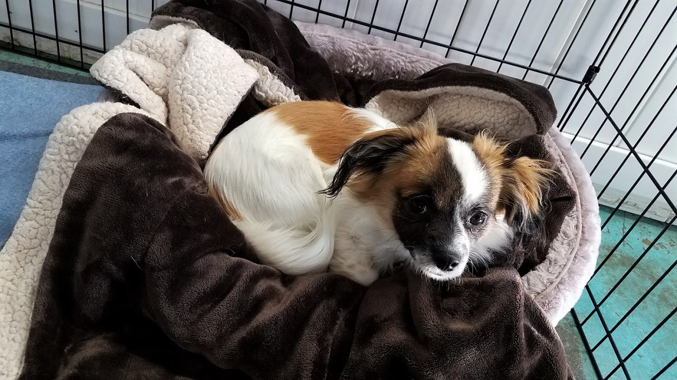 dog boarding dog daycare grooming marysville wa pampered pets