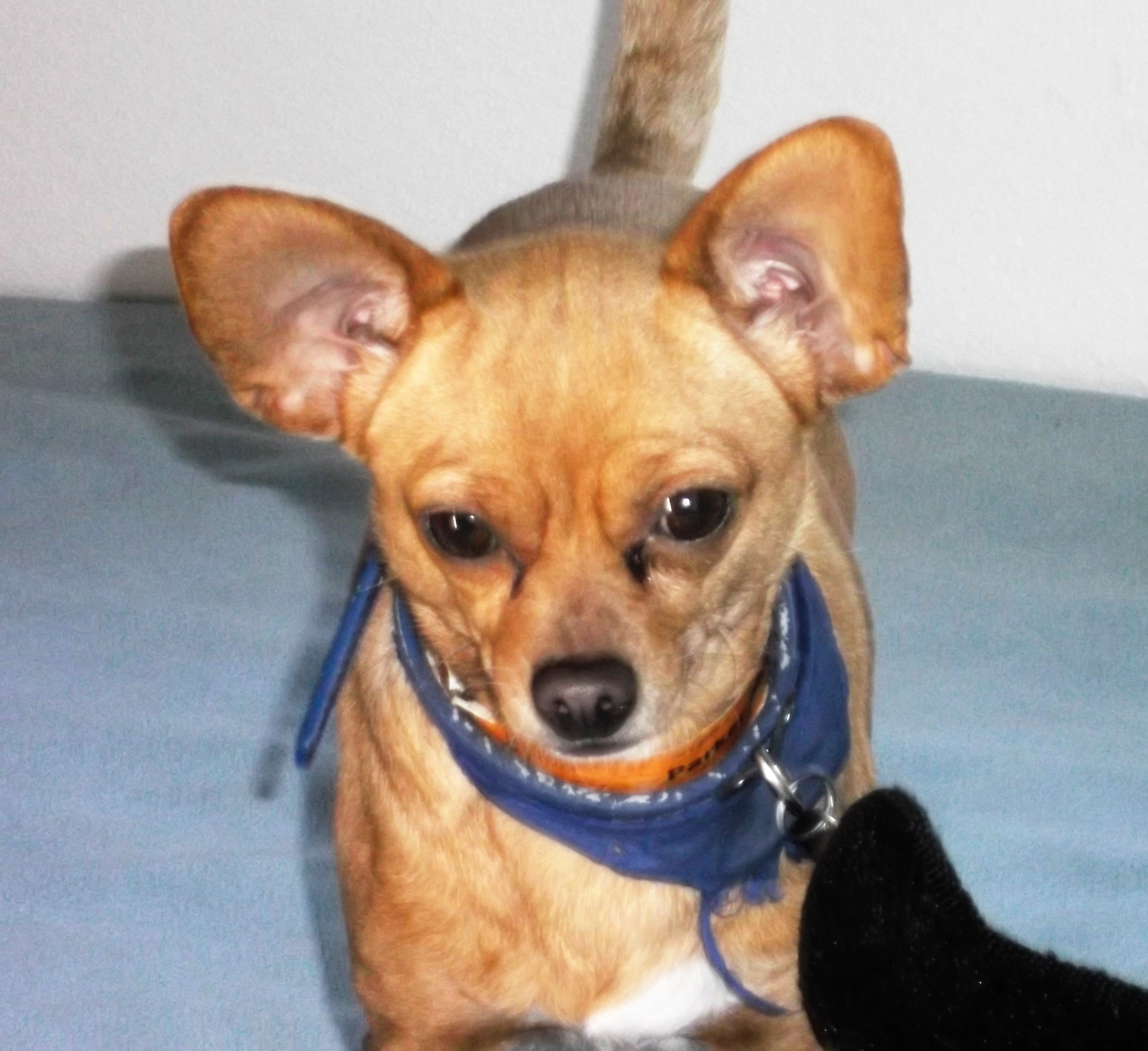 dog boarding dog daycare grooming marysville wa pampered pets