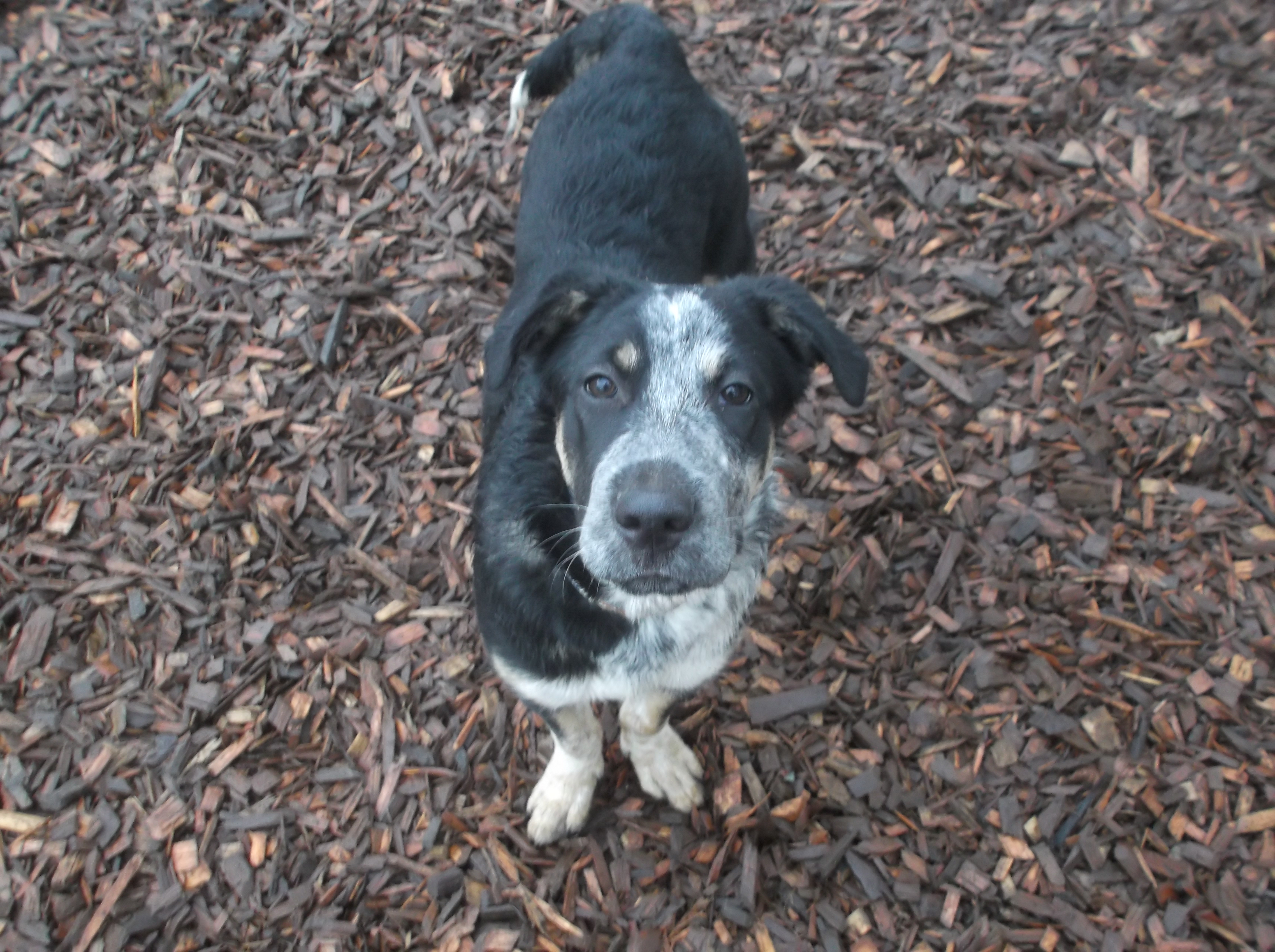 dog boarding dog daycare grooming marysville wa pampered pets