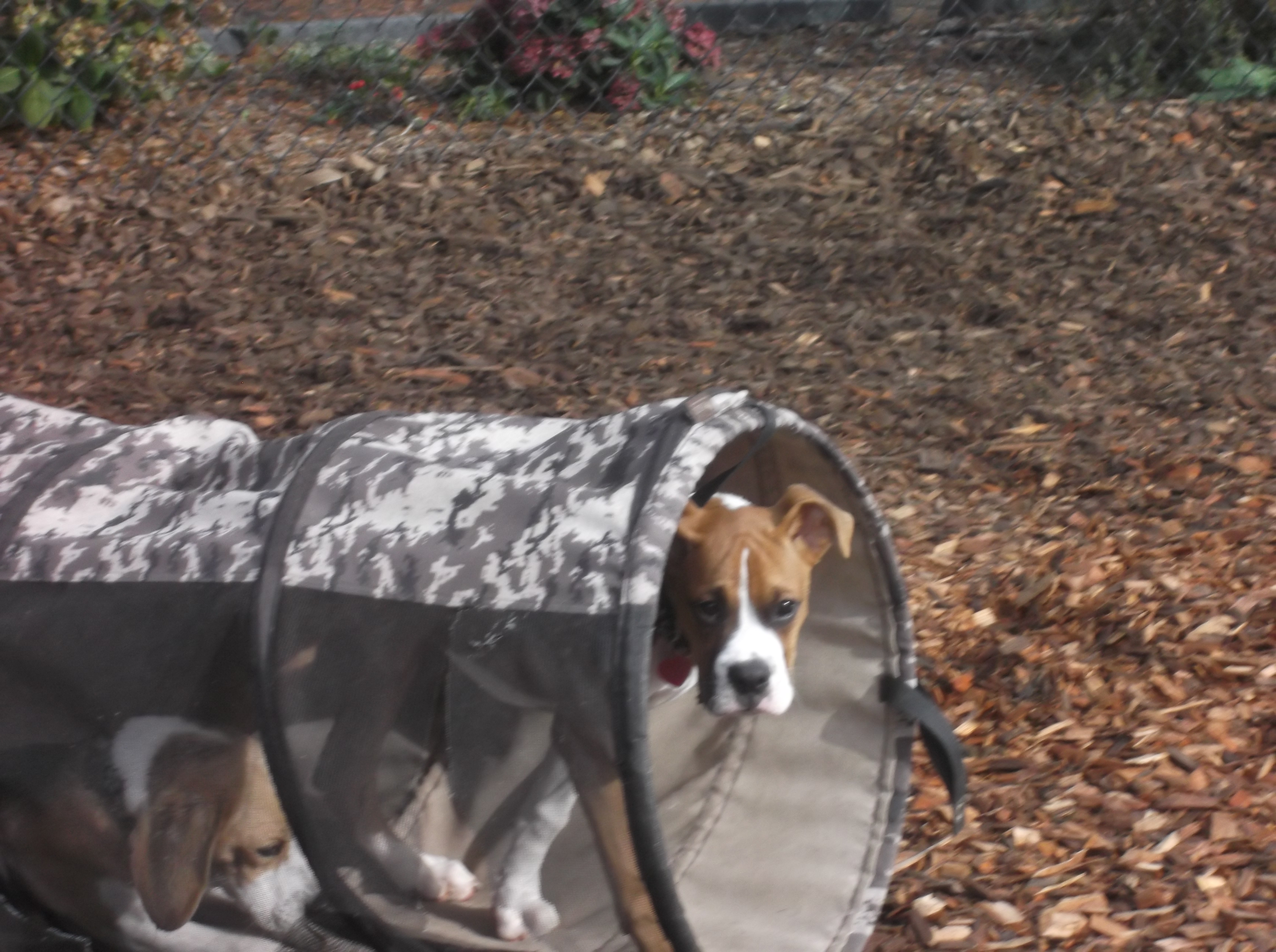 dog boarding dog daycare grooming marysville wa pampered pets