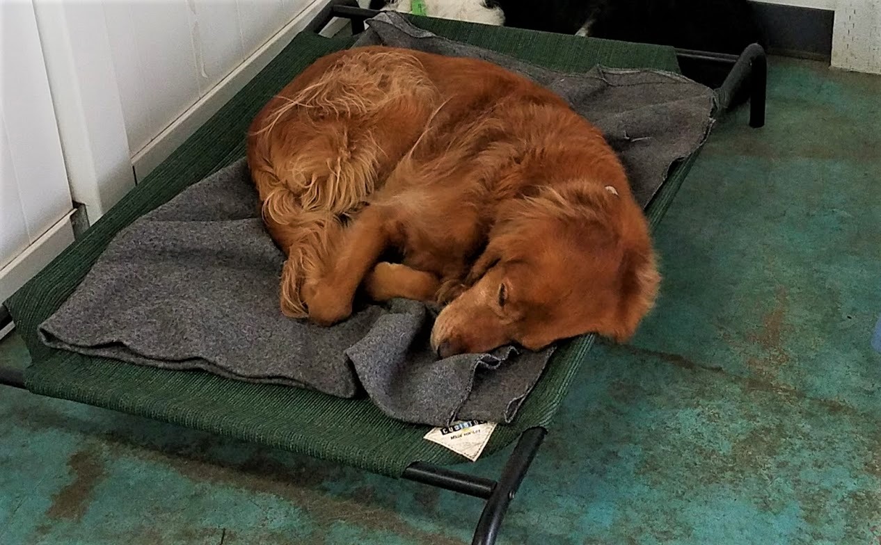 dog boarding dog daycare grooming marysville wa pampered pets