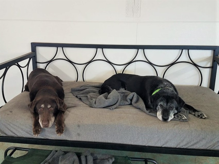 dog boarding dog daycare grooming marysville wa pampered pets