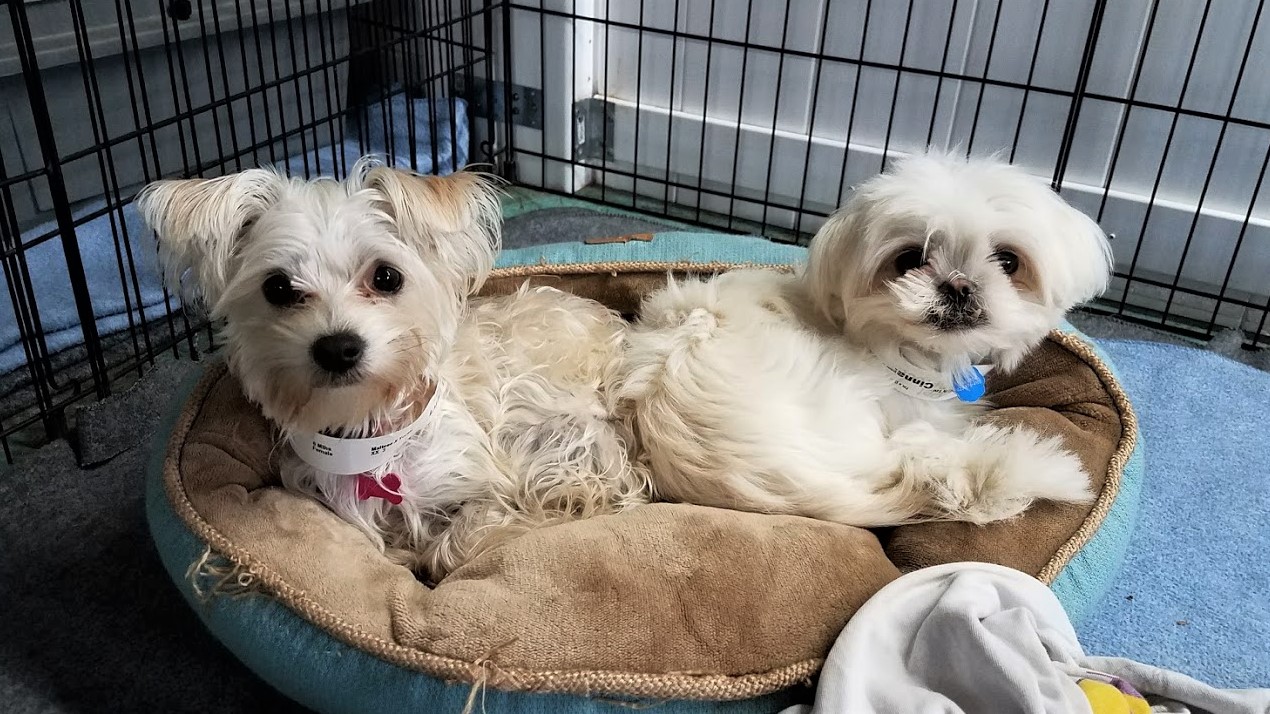 dog boarding dog daycare grooming marysville wa pampered pets