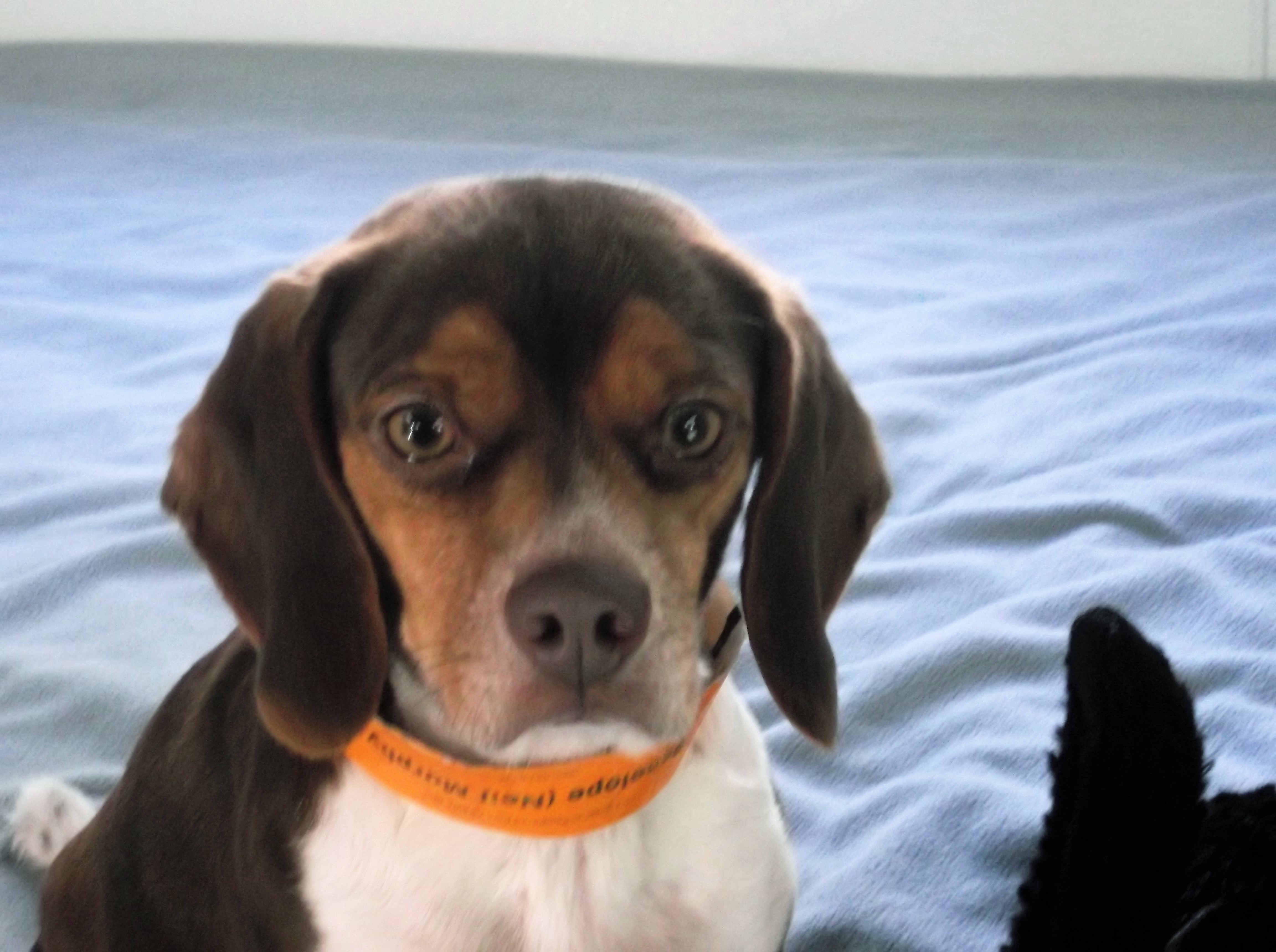 dog boarding dog daycare grooming marysville wa pampered pets