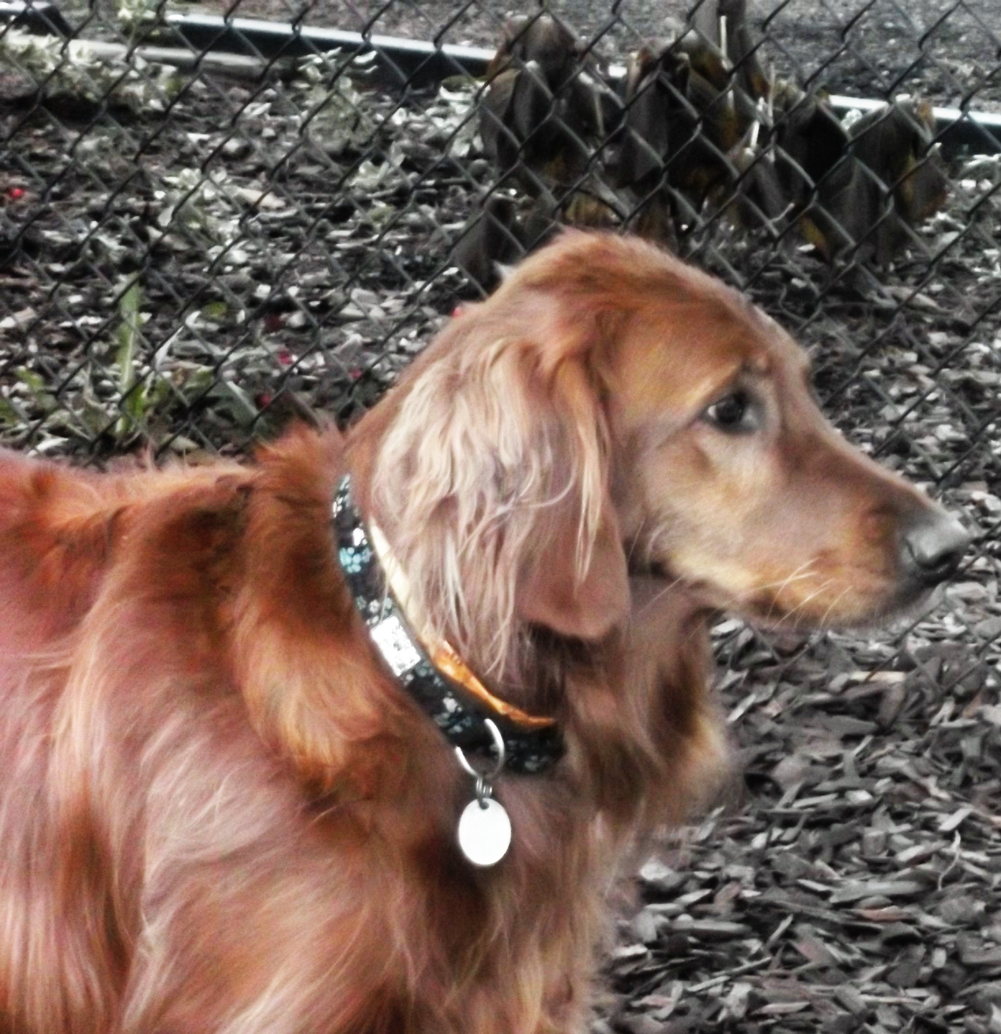 dog boarding dog daycare grooming marysville wa pampered pets