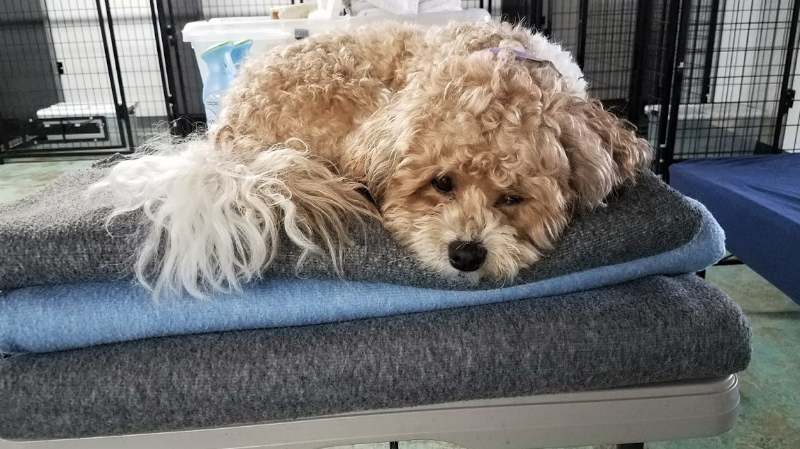 dog boarding dog daycare grooming marysville wa pampered pets