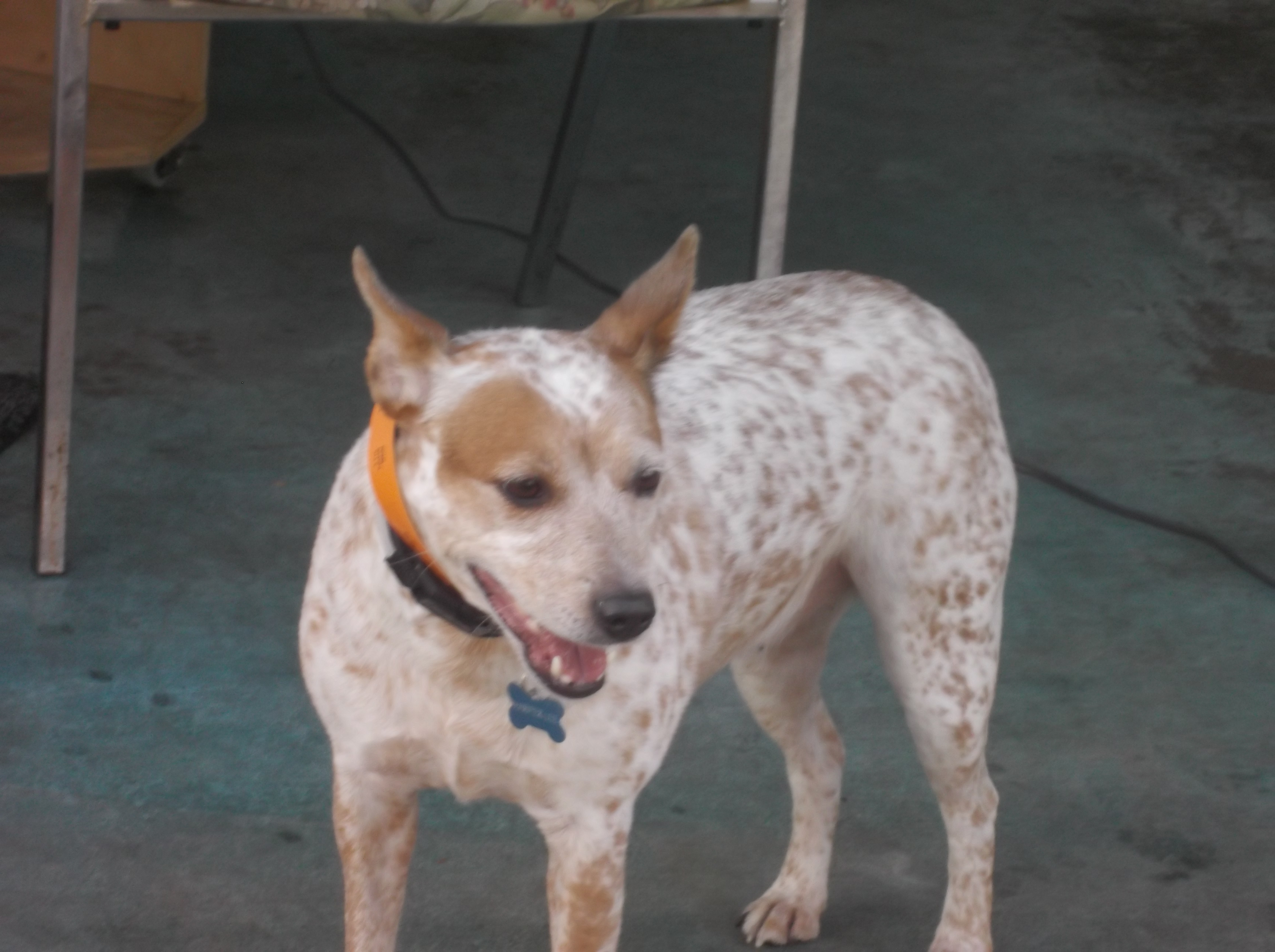 dog boarding dog daycare grooming marysville wa pampered pets