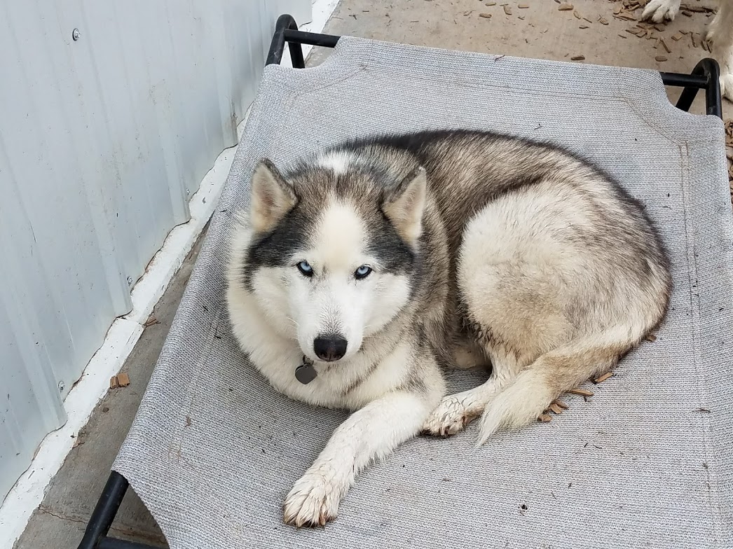 dog boarding dog daycare grooming marysville wa pampered pets