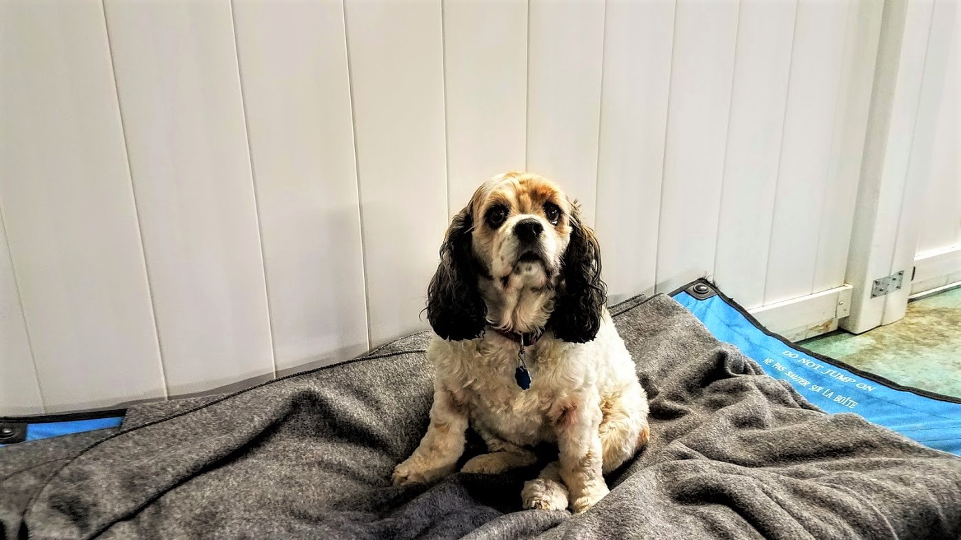 dog boarding dog daycare grooming marysville wa pampered pets