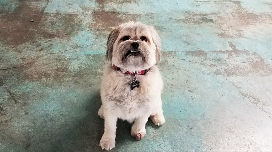 dog boarding dog daycare grooming marysville wa pampered pets