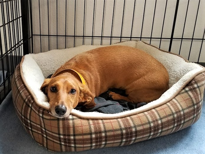 dog boarding dog daycare grooming marysville wa pampered pets