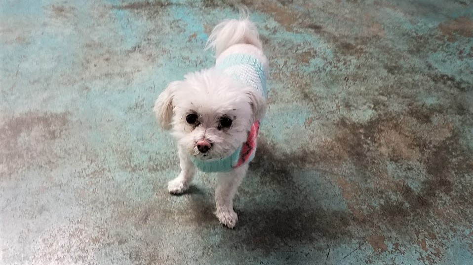 dog boarding dog daycare grooming marysville wa pampered pets