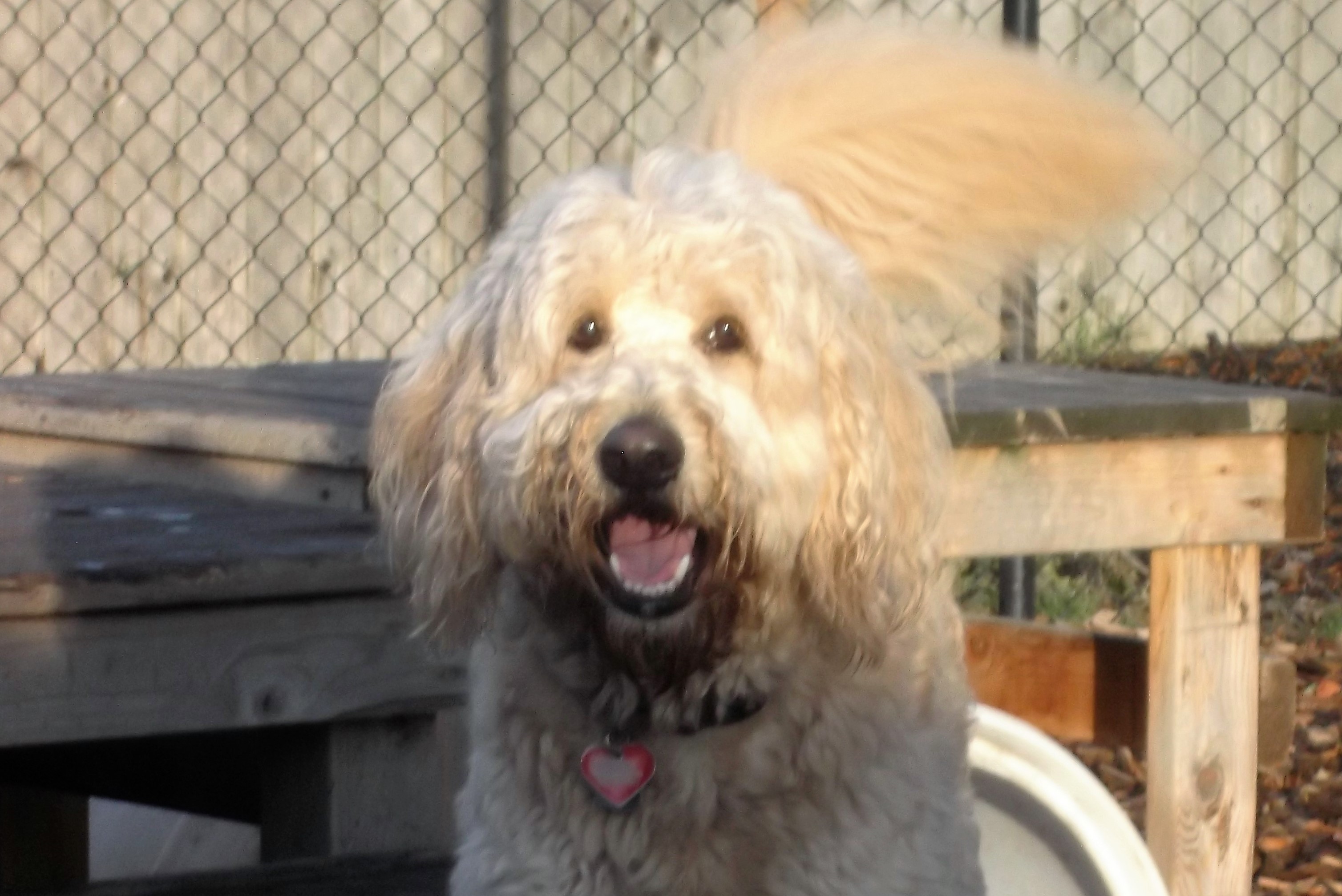dog boarding dog daycare grooming marysville wa pampered pets