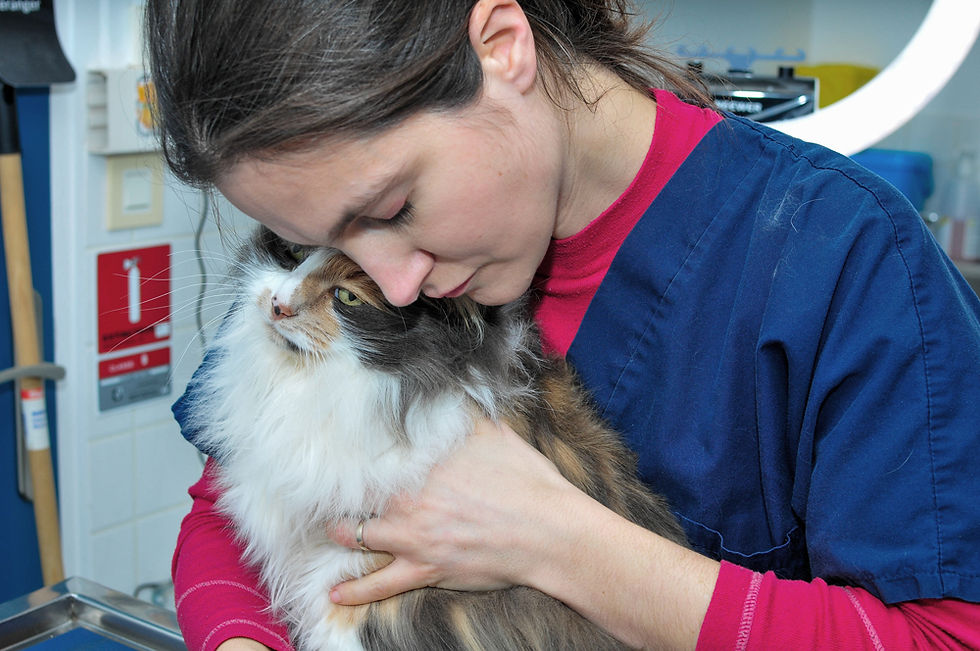 Leucose féline et SIDA du chat