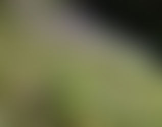 今咲いている草花
