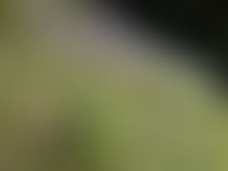 今咲いている草花