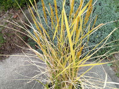 稔りませんでした