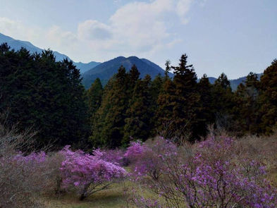 開花が進みました