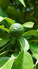 20260617_143008250_edited.jpg