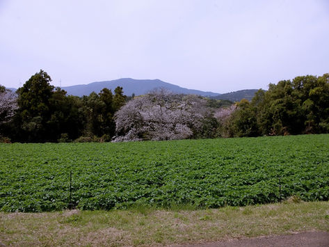暑い季節が来ますね^^;
