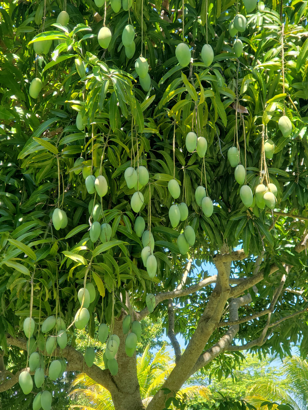 Mango tree