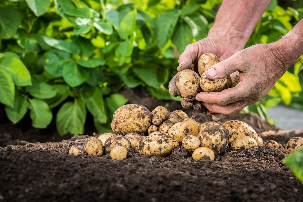 Hands harvesting fresh organic potatoes from soil.jpg