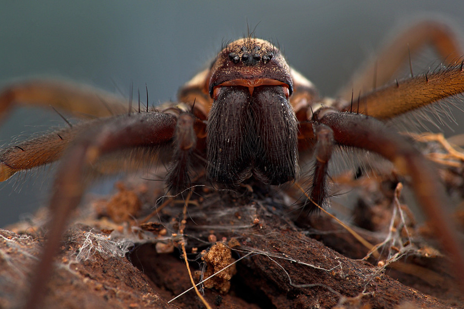 House Spider_Josh Phangurha.jpeg