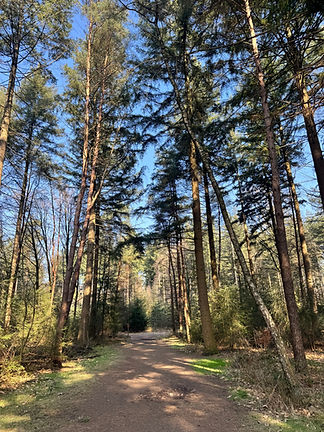 Sallandse heuvelrug 1.jpeg