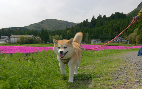 豆柴さくら撮影
