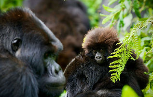 jeremy-stewardson-Jg2OYq3nRwE-unsplash (1).jpg