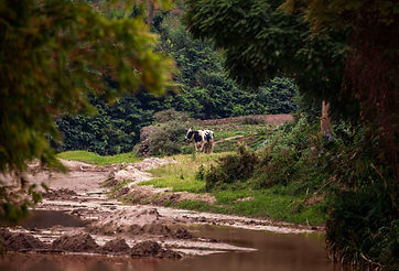 rwanda-kivu-lake-shutterstock_711241681_567401adac_edited.jpg